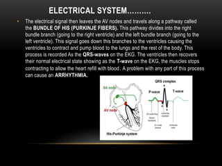 ELECTRICAL SYSTEM……….
•

The electrical signal then leaves the AV nodes and travels along a pathway called
the BUNDLE OF HIS (PURKINJE FIBERS). This pathway divides into the right
bundle branch (going to the right ventricle) and the left bundle branch (going to the
left ventricle). This signal goes down this branches to the ventricles causing the
ventricles to contract and pump blood to the lungs and the rest of the body. This
process is recorded As the QRS-waves on the EKG. The ventricles then recovers
their normal electrical state showing as the T-wave on the EKG, the muscles stops
contracting to allow the heart refill with blood . A problem with any part of this process
can cause an ARRHYTHMIA.

 