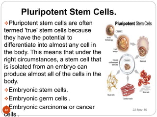 Pluripotent Stem Cells.
Pluripotent stem cells are often
termed 'true' stem cells because
they have the potential to
differentiate into almost any cell in
the body. This means that under the
right circumstances, a stem cell that
is isolated from an embryo can
produce almost all of the cells in the
body.
Embryonic stem cells.
Embryonic germ cells .
Embryonic carcinoma or cancer
cells .
22-Nov-1548
 