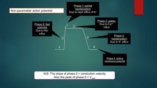 Non-pacemaker action potential
Phase 0: fast
upstroke
Due to Na+
influx
Phase 3:
repolarization
Due to K+ efflux
Phase 4: resting
membrane potential
Phase 2: plateu
Due to Ca++
influx
Phase 1: partial
repolarization
Due to rapid efflux of K+
N.B. The slope of phase 0 = conduction velocity
Also the peak of phase 0 = Vmax
 