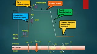 +30 mV
0 mV
-80 mV
-90 mV
OUTSIDE
MEMBRANE
INSIDE
Na+
0
4
3
2
1
K+
Ca++ K+ K+
Na+
K+
Ca++
Na+
K+
Na+
Resting
open
Inactivated
Phase zero
depolarization
Early
repolarization Plateau phase
Rapid
Repolarization
phase
Phase 4 Resting
membrane
potential
 