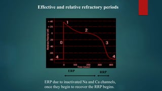 Effective and relative refractory periods
ERP RRP
ERP due to inactivated Na and Ca channels,
once they begin to recover the RRP begins.
 