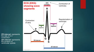 ECG (EKG)
showing wave
segments
Contraction
of atria
Contraction of
ventricles
Repolarization of
ventricles
PR interval: represents
the rate of A-V
conduction
QS interval: represents
the duration of
ventricular systole
 