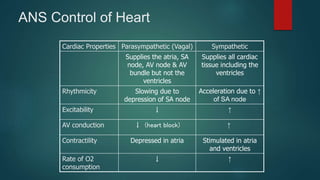 ANS Control of Heart
Cardiac Properties Parasympathetic (Vagal) Sympathetic
Supplies the atria, SA
node, AV node & AV
bundle but not the
ventricles
Supplies all cardiac
tissue including the
ventricles
Rhythmicity Slowing due to
depression of SA node
Acceleration due to ↑
of SA node
Excitability ↓ ↑
AV conduction ↓ (heart block) ↑
Contractility Depressed in atria Stimulated in atria
and ventricles
Rate of O2
consumption
↓ ↑
 