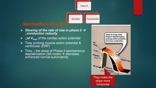  Slowing of the rate of rise in phase 0 
↓conduction velocity
 ↓of Vmax of the cardiac action potential
 They prolong muscle action potential &
ventricular (ERP)
 They ↓ the slope of Phase 4 spontaneous
depolarization (SA node)  decrease
enhanced normal automaticity
Class IA
Quinidine Procainamide
They make the
slope more
horizontal
 