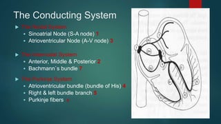 The Conducting System
 The Nodal System
 Sinoatrial Node (S-A node) 1
 Atrioventricular Node (A-V node) 3
 The Internodal System
 Anterior, Middle & Posterior 2
 Bachmann`s bundle 7
 The Purkinje System
 Atrioventricular bundle (bundle of His) 4
 Right & left bundle branch 5
 Purkinje fibers 6
 