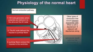 Normal conduction pathway:
1- SA node generates action
potential and delivers it to
the atria and the AV node
2- The AV node delivers the
impulse to purkinje fibers
3- purkinje fibers conduct the
impulse to the ventricles
Other types of
conduction that
occurs between
myocardial cells:
When a cell is
depolarized 
adjacent cell
depolarizes along
 
