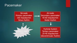 Pacemaker
SA-node
Primary pacemaker
105 impulse/min
Sinus rhythm
AV-node
Secondary pacemaker
45-60 impulse/min
Nodal rhythm
Purkinje System
Tertiary pacemaker
25-40 impulse/min
Idioventricular rhythm
Inhibitory vagal
tone
 
