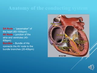 Anatomy of the conducting system
SA Node – “pacemaker” of
the heart (60-100bpm)
AV Node – junction of the
atria and ventricles (40-
60bpm)
Bundles – Bundle of His
connects the AV node to the
bundle branches (20-40bpm)
 