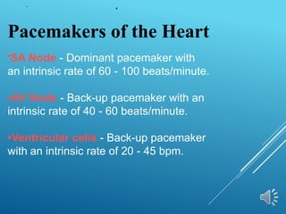 Pacemakers of the Heart
•SA Node - Dominant pacemaker with
an intrinsic rate of 60 - 100 beats/minute.
•AV Node - Back-up pacemaker with an
intrinsic rate of 40 - 60 beats/minute.
•Ventricular cells - Back-up pacemaker
with an intrinsic rate of 20 - 45 bpm.
 