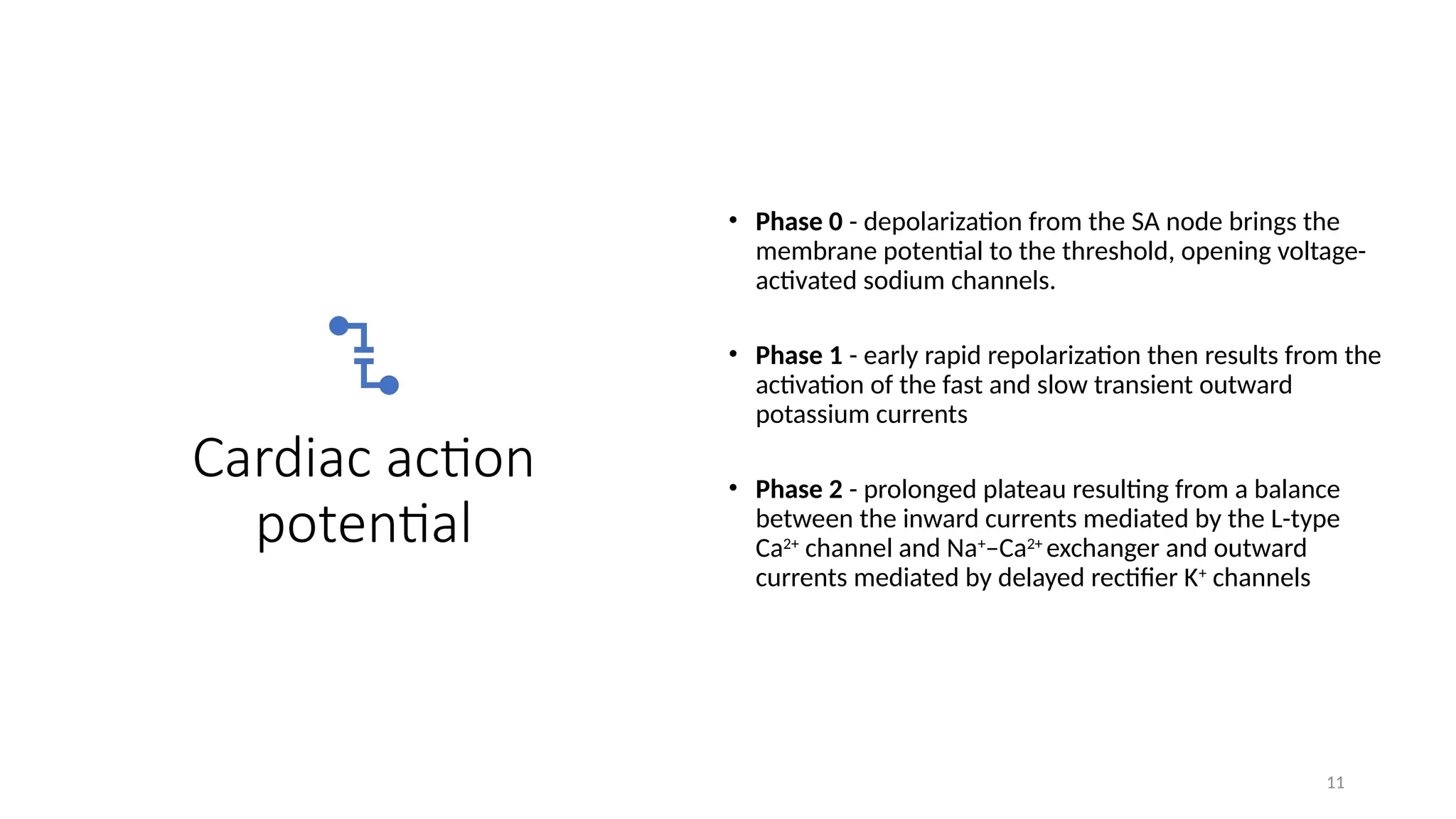Cardiac action
potential
• Phase 0 - depolarization from the SA node brings the
membrane potential to the threshold, opening voltage-
activated sodium channels.
• Phase 1 - early rapid repolarization then results from the
activation of the fast and slow transient outward
potassium currents
• Phase 2 - prolonged plateau resulting from a balance
between the inward currents mediated by the L-type
Ca2+
channel and Na+
–Ca2+
exchanger and outward
currents mediated by delayed rectifier K+
channels
11
 