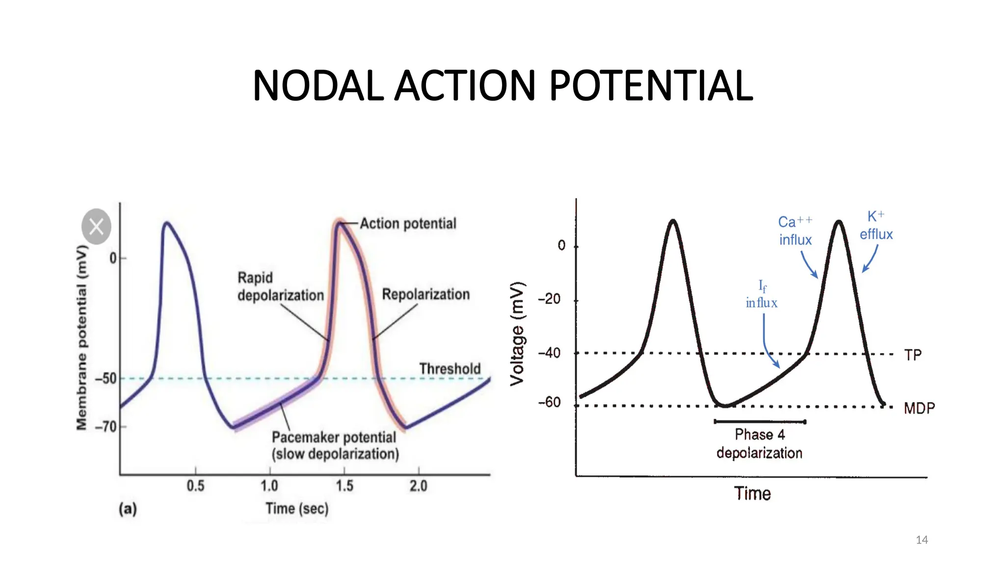 14
NODAL ACTION POTENTIAL
 