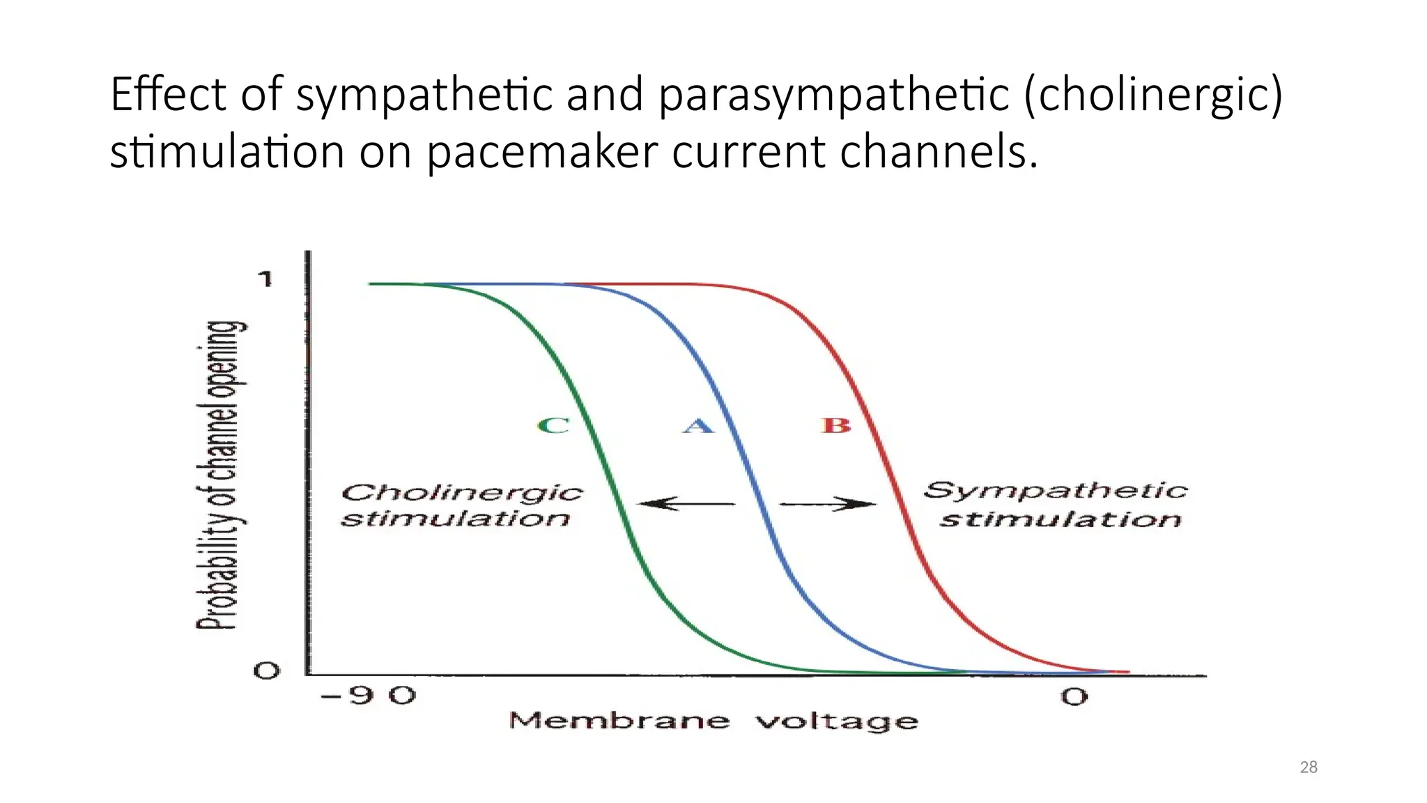28
Effect of sympathetic and parasympathetic (cholinergic)
stimulation on pacemaker current channels.
 