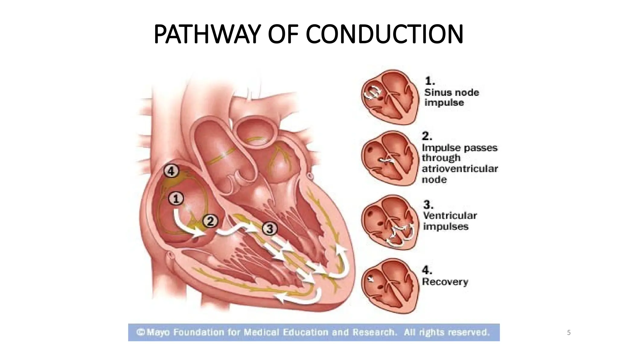 5
PATHWAY OF CONDUCTION
 