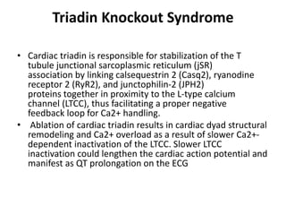 Triadin Knockout Syndrome
• Cardiac triadin is responsible for stabilization of the T
tubule junctional sarcoplasmic reticulum (jSR)
association by linking calsequestrin 2 (Casq2), ryanodine
receptor 2 (RyR2), and junctophilin-2 (JPH2)
proteins together in proximity to the L-type calcium
channel (LTCC), thus facilitating a proper negative
feedback loop for Ca2+ handling.
• Ablation of cardiac triadin results in cardiac dyad structural
remodeling and Ca2+ overload as a result of slower Ca2+-
dependent inactivation of the LTCC. Slower LTCC
inactivation could lengthen the cardiac action potential and
manifest as QT prolongation on the ECG
 