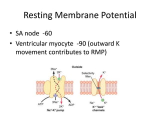 Resting Membrane Potential
• SA node -60
• Ventricular myocyte -90 (outward K
movement contributes to RMP)
 