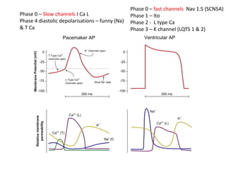 Phase 0 – Slow channels I Ca L
Phase 4 diastolic depolarisations – funny (Na)
& T Ca
Phase 0 – fast channels Nav 1.5 (SCN5A)
Phase 1 – Ito
Phase 2 - L type Ca
Phase 3 – K channel (LQTS 1 & 2)
 