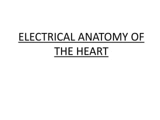ELECTRICAL ANATOMY OF
THE HEART
 