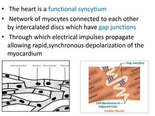 • The heart is a functional syncytium
• Network of myocytes connected to each other
by intercalated discs which have gap junctions
• Through which electrical impulses propagate
allowing rapid,synchronous depolarization of the
myocardium
 