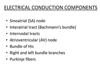 • Sinoatrial (SA) node
• Interatrial tract (Bachmann’s bundle)
• Internodal tracts
• Atrioventricular (AV) node
• Bundle of His
• Right and left bundle branches
• Purkinje fibers
ELECTRICAL CONDUCTION COMPONENTS
 