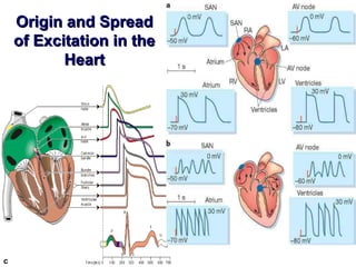 Origin and SpreadOrigin and Spread
of Excitation in theof Excitation in the
HeartHeart
c
 
