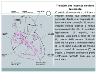 Trajetória dos impulsos elétricos do coração O nódulo sino-auricular (1) inicia um impulso elétrico que percorre as aurículas direita e a esquerda (2), levando à sua contração. Quando o impulso elétrico alcança o nódulo auriculoventricular (3), é retardado ligeiramente. O impulso, em seguida, viaja para o feixe de His (4), que se divide no ramo direito do feixe de His para o ventrículo direito (5) e no ramo esquerdo do mesmo para o ventrículo esquerdo (5). A seguir, o impulso estende-se pelos ventrículos, fazendo com que se contraiam. 