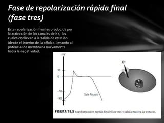 Fase de repolarización rápida final
(fase tres)
Esta repolarización final es producida por
la activación de los canales de K+, los
cuales conllevan a la salida de este ión
(desde el interior de la célula), llevando al
potencial de membrana nuevamente
hacia la negatividad.
 