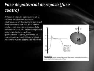 Fase de potencial de reposo (fase
cuatro)
Al llegar al valor del potencial inicial, la
célula se encuentra en equilibrio
eléctrico, pero en desequilibrio químico al
haber abundancia de Na+ en el interior
celular; es en este momento cuando la
bomba de Na+ - K+ ATPasa desempeña un
papel importante al equilibrar
químicamente la célula, quedando las
concentraciones electrolíticas originales
para iniciar nuevos potenciales de acción.
 