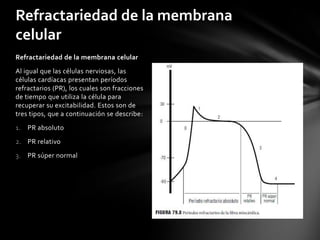 Refractariedad de la membrana
celular
Refractariedad de la membrana celular
Al igual que las células nerviosas, las
células cardíacas presentan períodos
refractarios (PR), los cuales son fracciones
de tiempo que utiliza la célula para
recuperar su excitabilidad. Estos son de
tres tipos, que a continuación se describe:
1. PR absoluto
2. PR relativo
3. PR súper normal
 