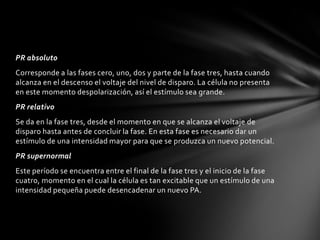 PR absoluto
Corresponde a las fases cero, uno, dos y parte de la fase tres, hasta cuando
alcanza en el descenso el voltaje del nivel de disparo. La célula no presenta
en este momento despolarización, así el estímulo sea grande.
PR relativo
Se da en la fase tres, desde el momento en que se alcanza el voltaje de
disparo hasta antes de concluir la fase. En esta fase es necesario dar un
estímulo de una intensidad mayor para que se produzca un nuevo potencial.
PR supernormal
Este período se encuentra entre el final de la fase tres y el inicio de la fase
cuatro, momento en el cual la célula es tan excitable que un estímulo de una
intensidad pequeña puede desencadenar un nuevo PA.
 