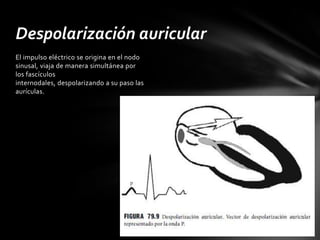 Despolarización auricular
El impulso eléctrico se origina en el nodo
sinusal, viaja de manera simultánea por
los fascículos
internodales, despolarizando a su paso las
aurículas.
 