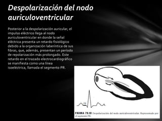 Despolarización del nodo
auriculoventricular
Posterior a la despolarización auricular, el
impulso eléctrico llega al nodo
auriculoventricular en donde la señal
eléctrica presenta un retardo fisiológico
debido a la organización laberíntica de sus
fibras, que, además, presentan un período
de repolarización más prolongado. Este
retardo en el trazado electrocardiográfico
se manifiesta como una línea
isoeléctrica, llamada el segmento PR.
 