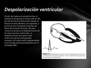 Despolarización ventricular
Al salir del nodo auriculoventricular, el
impulso se dirige por el tronco común del
haz de His hacia la bifurcación donde se
forman la rama derecha y la izquierda, y
en forma casi simultánea alcanzan las
fibras de la red de Purkinje. De esta
manera se produce la despolarización de
la masa muscular ventricular. La
despolarización de la gran masa
ventricular genera tres grandes
vectores, los cuales están representados
en el trazado electrocardiográfico por el
complejo QRS
 