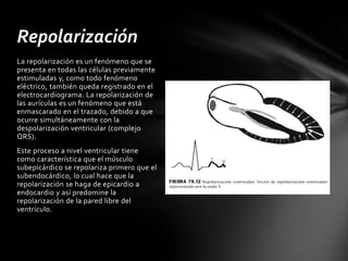 Repolarización
La repolarización es un fenómeno que se
presenta en todas las células previamente
estimuladas y, como todo fenómeno
eléctrico, también queda registrado en el
electrocardiograma. La repolarización de
las aurículas es un fenómeno que está
enmascarado en el trazado, debido a que
ocurre simultáneamente con la
despolarización ventricular (complejo
QRS).
Este proceso a nivel ventricular tiene
como característica que el músculo
subepicárdico se repolariza primero que el
subendocárdico, lo cual hace que la
repolarización se haga de epicardio a
endocardio y así predomine la
repolarización de la pared libre del
ventrículo.
 