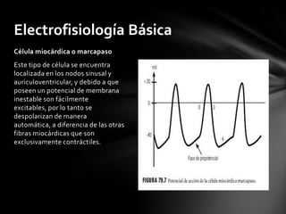 Electrofisiología Básica
Célula miocárdica o marcapaso
Este tipo de célula se encuentra
localizada en los nodos sinusal y
auriculoventricular, y debido a que
poseen un potencial de membrana
inestable son fácilmente
excitables, por lo tanto se
despolarizan de manera
automática, a diferencia de las otras
fibras miocárdicas que son
exclusivamente contráctiles.
 