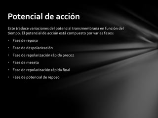 Potencial de acción
Este traduce variaciones del potencial transmembrana en función del
tiempo. El potencial de acción está compuesto por varias fases:
• Fase de reposo
• Fase de despolarización
• Fase de repolarización rápida precoz
• Fase de meseta
• Fase de repolarización rápida final
• Fase de potencial de reposo
 