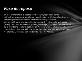 Fase de reposo
En esta primera fase, el potencial intracelular, registrado por el
galvanómetro, arrojará un valor de -90 milivoltios (mV), lo cual se debe, en
primer lugar la diferencia iónica entre el interior y el exterior
celular, hallándose un predominio de potasio (K+) intracelular y de sodio
(Na+) y cloro (Cl-) extracelular, y en segundo lugar, a la mayor permeabilidad
de la membrana celular al paso del ión K+ y, por último, a la existencia de
bomba dependiente de ATP, que extrae tres iones Na+ e introduce dos iones
K+ a la célula, conocida como la bomba Na+ - K+ ATPasa.
 