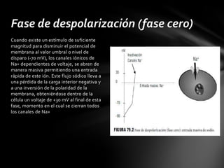 Fase de despolarización (fase cero)
Cuando existe un estímulo de suficiente
magnitud para disminuir el potencial de
membrana al valor umbral o nivel de
disparo (-70 mV), los canales iónicos de
Na+ dependientes de voltaje, se abren de
manera masiva permitiendo una entrada
rápida de este ión. Este flujo sódico lleva a
una pérdida de la carga interior negativa y
a una inversión de la polaridad de la
membrana, obteniéndose dentro de la
célula un voltaje de +30 mV al final de esta
fase, momento en el cual se cierran todos
los canales de Na+
 