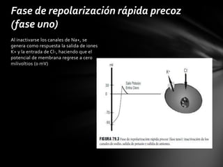 Fase de repolarización rápida precoz
(fase uno)
Al inactivarse los canales de Na+, se
genera como respuesta la salida de iones
K+ y la entrada de Cl-, haciendo que el
potencial de membrana regrese a cero
milivoltios (0 mV)
 