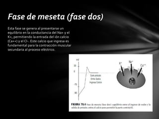 Fase de meseta (fase dos)
Esta fase se genera al presentarse un
equilibrio en la conductancia del Na+ y el
K+, permitiendo la entrada del ión calcio
(Ca++) y el Cl-. Este calcio que ingresa es
fundamental para la contracción muscular
secundaria al proceso eléctrico.
 