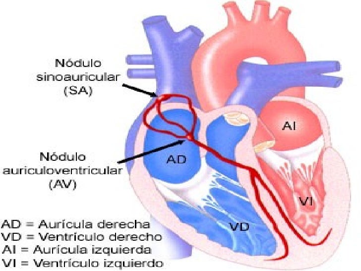 O Nodo Sinoatrial é Normalmente O Marcapasso Cardíaco Porque
