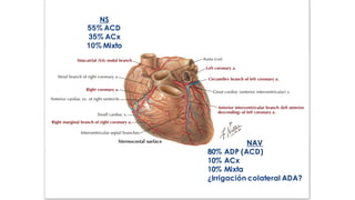 NAV
80% ADP (ACD)
10% ACx
10% Mixta
¿Irrigación colateral ADA?
NS
55% ACD
35% ACx
10% Mixto
 