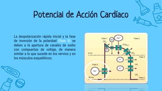 Potencial de Acción Cardíaco
La despolarización rápida inicial y la fase
de inversión de la polaridad (fase 0) se
deben a la apertura de canales de sodio
con compuertas de voltaje, de manera
similar a lo que sucede en los nervios y en
los músculos esqueléticos.
 