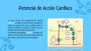 Potencial de Acción Cardíaco
La fase inicial de repolarización rápida
(fase 1) se debe al cierre de los canales de
sodio y al ingreso de cloro y salida desde el
interior celular de potasio a través de los
canales denominados transitorios.
La meseta prolongada (fase 2) se debe a la
apertura de canales de calcio dependientes
de voltaje, más lenta pero prolongada.
 