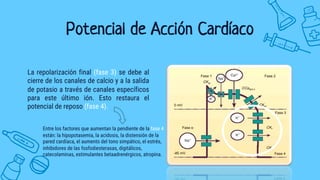 Potencial de Acción Cardíaco
La repolarización final (fase 3) se debe al
cierre de los canales de calcio y a la salida
de potasio a través de canales específicos
para este último ión. Esto restaura el
potencial de reposo (fase 4).
Entre los factores que aumentan la pendiente de la fase 4
están: la hipopotasemia, la acidosis, la distensión de la
pared cardíaca, el aumento del tono simpático, el estrés,
inhibidores de las fosfodiesterasas, digitálicos,
catecolaminas, estimulantes betaadrenérgicos, atropina.
 