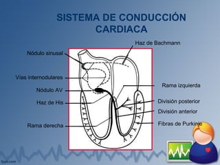 SISTEMA DE CONDUCCIÓN
CARDIACA
Haz de Bachmann
Rama izquierda
División posterior
División anterior
Fibras de PurkinjeRama derecha
Haz de His
Nódulo AV
Vías internodulares
Nódulo sinusal
 