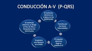 El estimulo
eléctrico se
origina en las
AURICULAS
Transita por
los haces
internodales
El Impulso
eléctrico
llega al
nódulo A-V
Se genera
una demora
en el NAV
El estímulo
eléctrico se dirige
al Haz de Hiss y
Despolariza los
Ventrículos
 