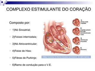 COMPLEXO ESTIMULANTE DO CORAÇÃO
 Composto por:


1)Nó Sinoatrial;



2)Feixes internodais;



3)Nó Atrioventricular;



4)Feixe de Hiss;



5)Fibras de Purkinje;



6)Ramo de condução para o V.E.

 