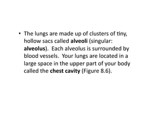 •  The	
  lungs	
  are	
  made	
  up	
  of	
  clusters	
  of	
  Dny,	
  
   hollow	
  sacs	
  called	
  alveoli	
  (singular:	
  	
  
   alveolus).	
  	
  Each	
  alveolus	
  is	
  surrounded	
  by	
  
   blood	
  vessels.	
  	
  Your	
  lungs	
  are	
  located	
  in	
  a	
  
   large	
  space	
  in	
  the	
  upper	
  part	
  of	
  your	
  body	
  
   called	
  the	
  chest	
  cavity	
  (Figure	
  8.6).	
  
 