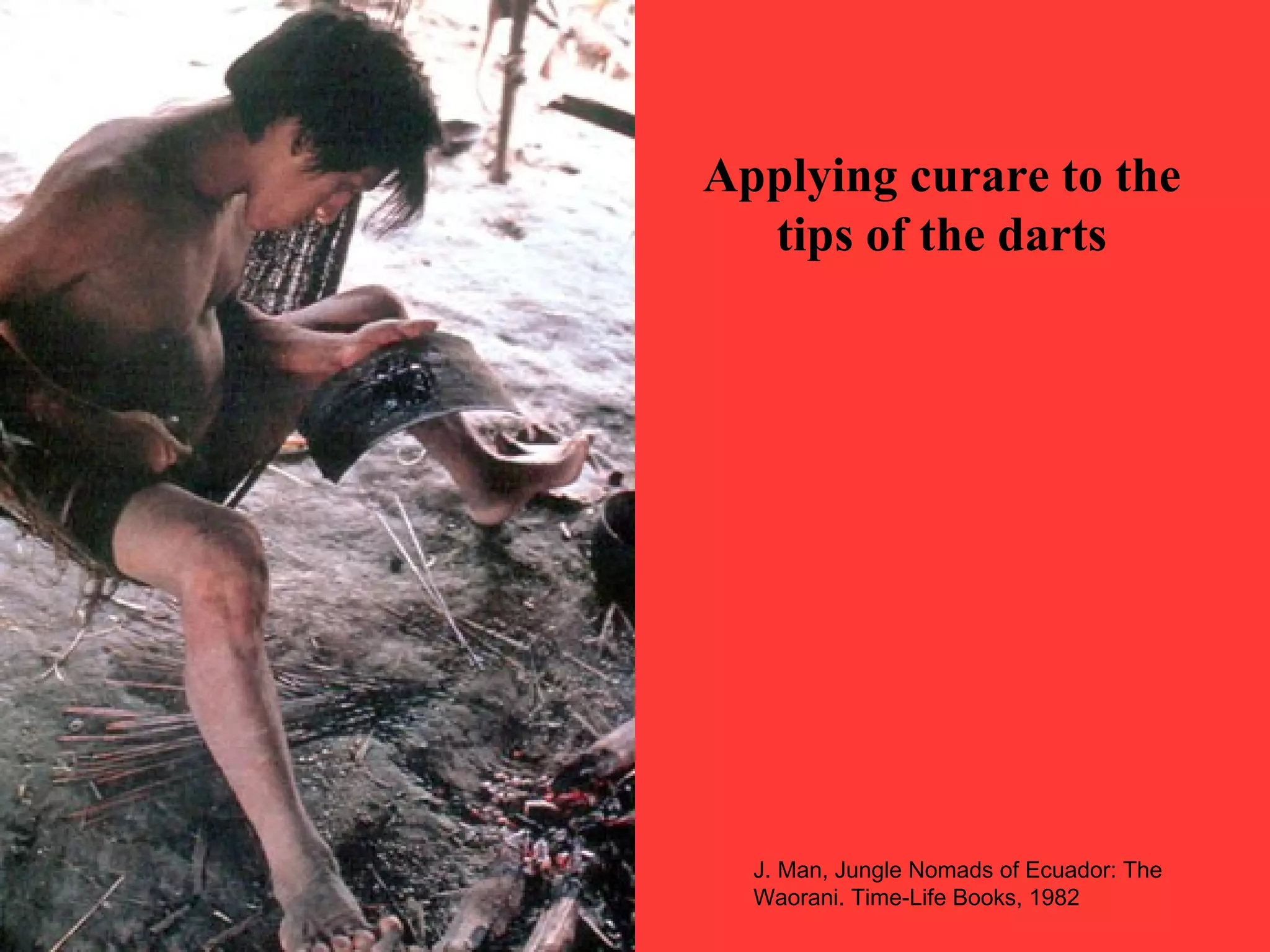 Applying curare to the
tips of the darts
J. Man, Jungle Nomads of Ecuador: The
Waorani. Time-Life Books, 1982
 