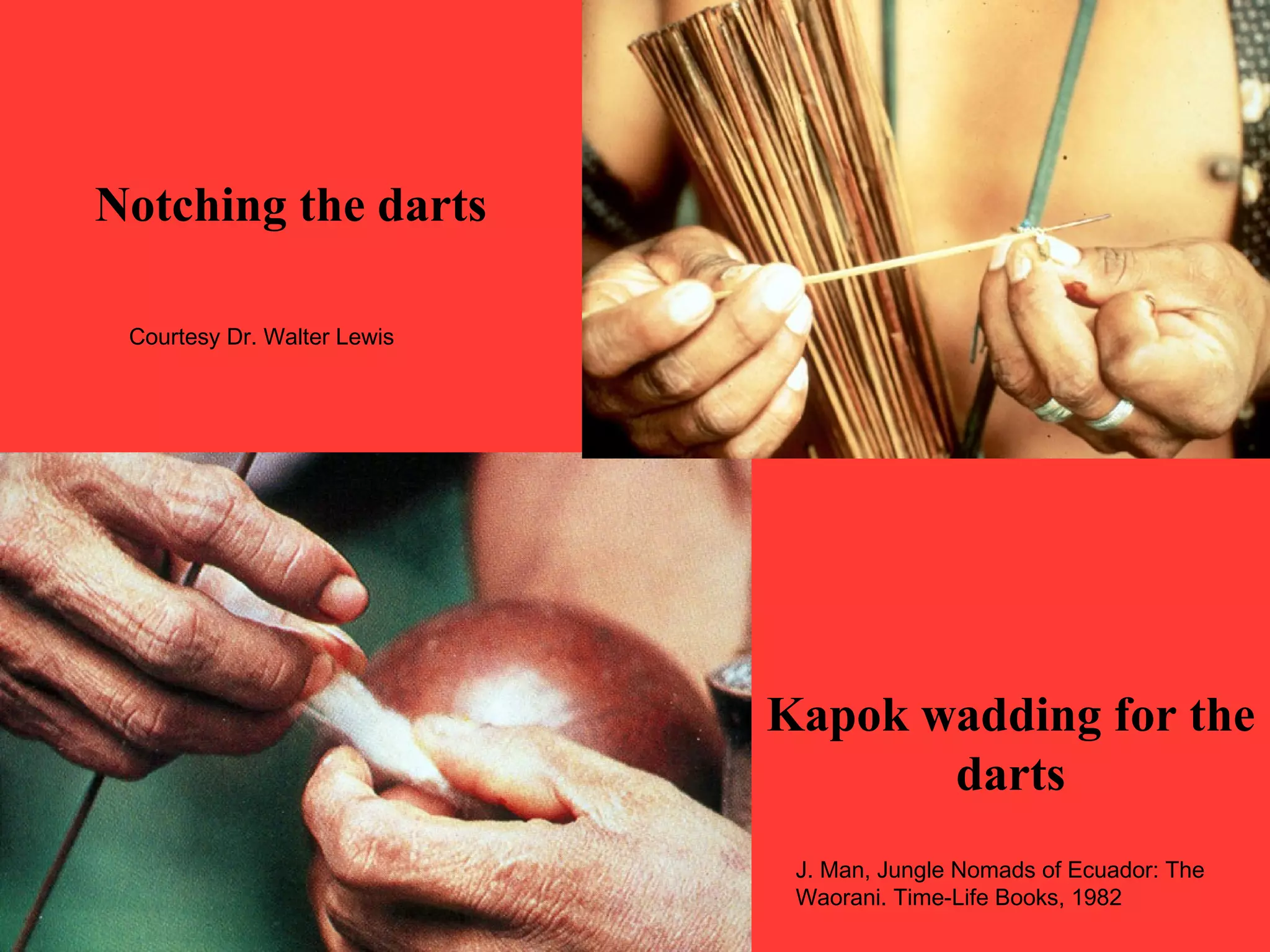 Kapok wadding for the
darts
Notching the darts
Courtesy Dr. Walter Lewis
J. Man, Jungle Nomads of Ecuador: The
Waorani. Time-Life Books, 1982
 